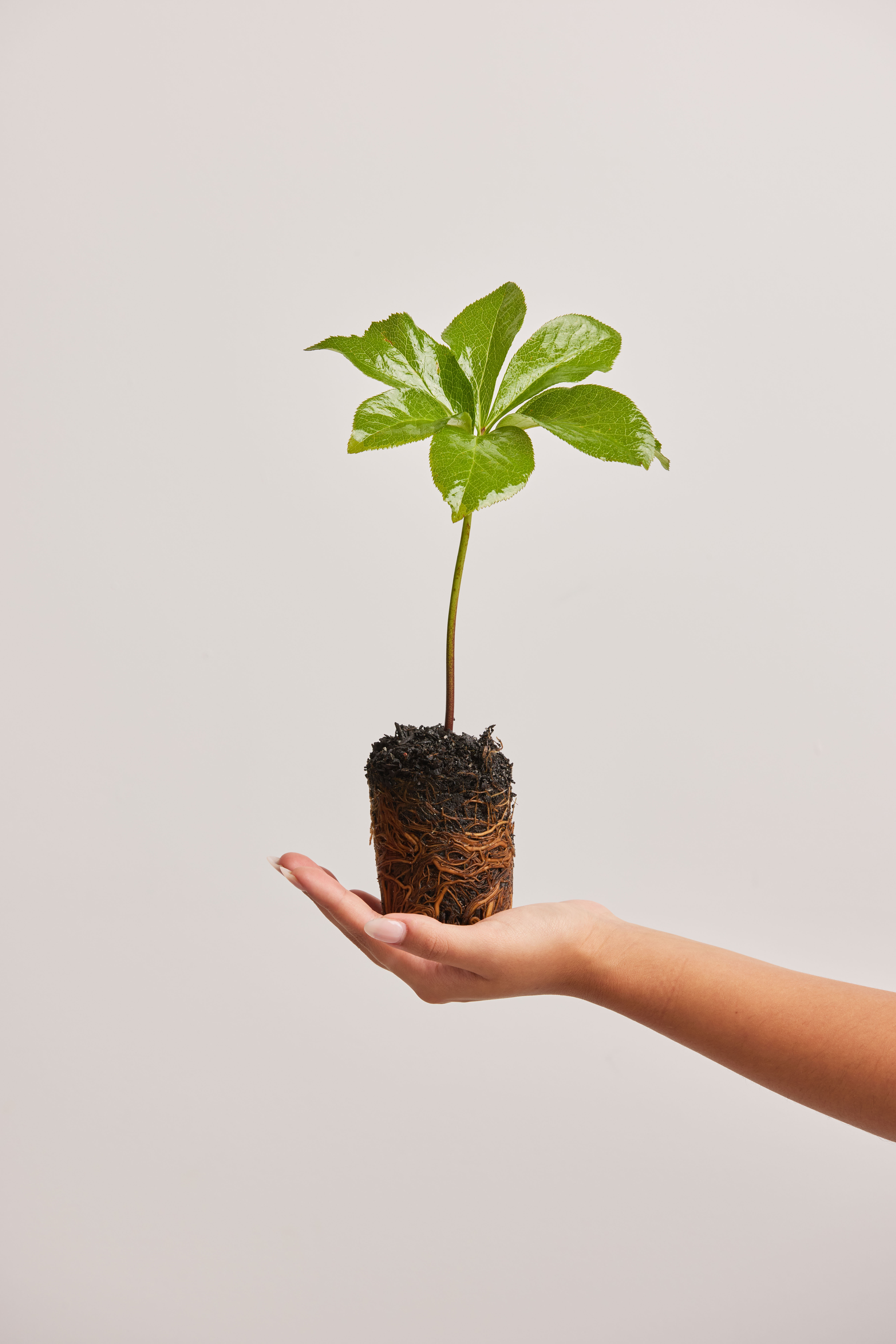 Hand holding a sapling